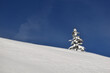 Naturschnee Abhang im Winter an strahlend schönem Tag mit beschneitem Baum vor dunklem, blauem Himmel