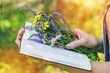 Graceful female hands hold a book and a bouquet of forest flowers. Side view