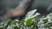 Green Plant Covered In Heavy Snow Fall. Day Time UK Borehamwood Elstree North London
