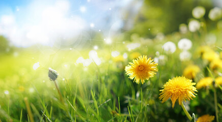 Fotomurales - Beautiful flowers of yellow dandelions in nature in warm summer or spring on meadow against blue sky, macro. Dreamy artistic image of beauty of environment.
