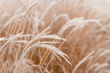 Fototapeta Boho - Abstract natural background of soft plants Cortaderia selloana. Frosted pampas grass on a blurry bokeh, Dry reeds boho style. Patterns on the first ice. Earth watching