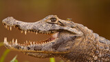 Fototapeta  - Close-up of yacare caiman, caiman yacare, with open mouth and visible teeth, Pantanal, Brasil. Portrait of threatening wild crocodile resting on riverside with fly sitting on its head.