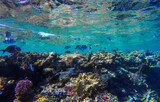 Fototapeta Do akwarium - 
incredibly beautiful combinations of colors and shapes of living coral reef and fish in the Red Sea in Egypt, Sharm El Sheikh