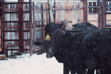 Wall Mural - Black angus calves shows young herd in snow during winter on beef cow farm.  Snowing weather outdoors with animals for agriculture industry.