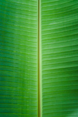 Close up texture of green banana leaf.