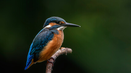 common kingfisher perched on branch