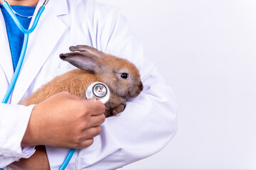 Doctor or veterinarian using a stethoscope Check the symptoms of brown rabbit, to treat the illness, to animal and health care concept.