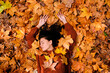 © Antonio Ovejero/ADDICTIVE STOCK - Top view of attractive relaxed young brunette in red knitted sweater and jeans lying on colorful fallen maple foliage while chilling in autumn park with eyes closed