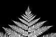 © Cesar Llaneza/ADDICTIVE STOCK - Inverted black and white close-up photography series of detail of tree fern leaves