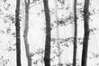 © Cesar Llaneza/ADDICTIVE STOCK - Minimalist black and white photograph of oak trees on a misty morning