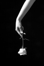 Black And White Hand Of Anonymous Graceful Female With Tender Rose Flower On Dark Background In Studio
