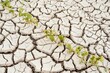 © Gustavo Pozo/ADDICTIVE STOCK - Rows of green seedlings growing in dried cracked waterless soil in agricultural field during drought