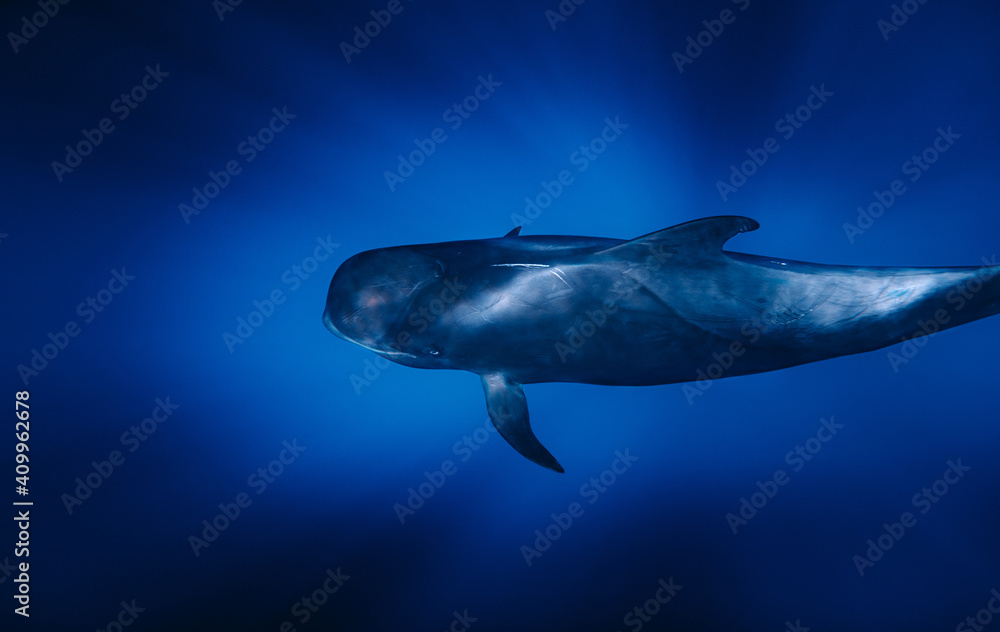 From above of amazing pilot whale swimming in dark blue sea water in ...