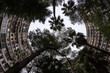 © Juan Alberto Ruiz/ADDICTIVE STOCK - From below of tall tropical trees growing near high residential building with curved walls in Kaohsiung city in Taiwan