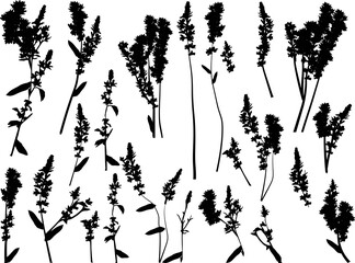 Sticker - set of twenty three wild herbs silhouettes isolated on white