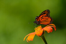 Monarch Butterfly (Danaus Plexippus) Feeding On A Zinnia Blossom.