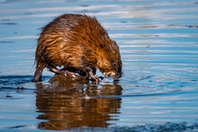 A Marsh Muskrat (Ondatra Zibethicus) Taking A Look At His/her Reflection In The Pond.
