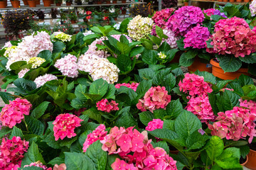 Wall Mural - Blooming hydrangea flowers in a plant store in Asia