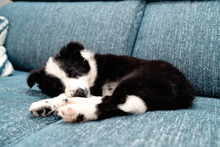 Adorable Little Black And White Border Collie Puppy Sleeping Peacefully On Cozy Couch