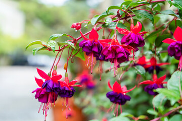 Wall Mural - Vibrant color saturated fuchsia hybrida in a flower park