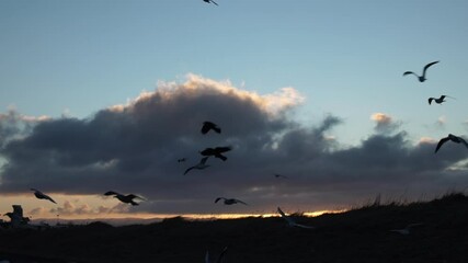 Wall Mural - flock of seagulls and ravens flying slow motion Reykjavik dawn