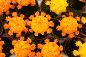 Wall Mural - Cacti of different shapes and breeds on the cactus farm. Plants for home and yard decor