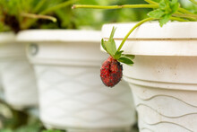 Ripe Strawberries Hanging From A Pot In A Greenhouse On A Strawberry Farm