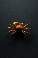 Realistic 3d Illustration Of Brown Spider Crab Creeping On Black Surface For Nature And Wildlife Concept Designs
