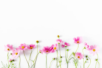 beautiful flowers composition. pink cosmos flowers on white background. flat lay, top view, copy spa