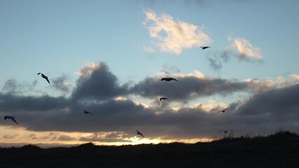 Wall Mural - Seagulls gliding on wind slow motion sunrise blue sky