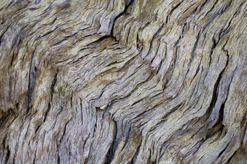 wood texture