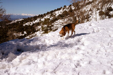 Adorable Beagle Dog Walking On Snowy Slope In Highland Area In Matagalls On Sunny Day