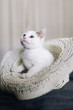 © Sergio Victor Vega/ADDICTIVE STOCK - Adorable funny white kitten with gray spots resting in hat placed on bed