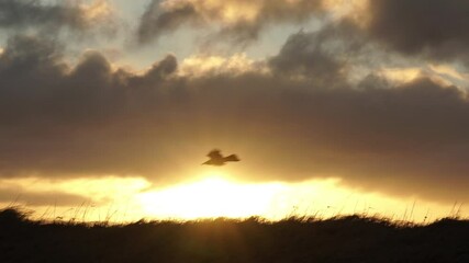 Wall Mural - Raven swooping down over sunrise beams slow motion