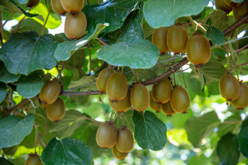 Kiwi picking season. Kiwi on a kiwi tree plantation with with huge clusters of fruits. Garden with trees and organic fruits. Solar light and leaf movement.