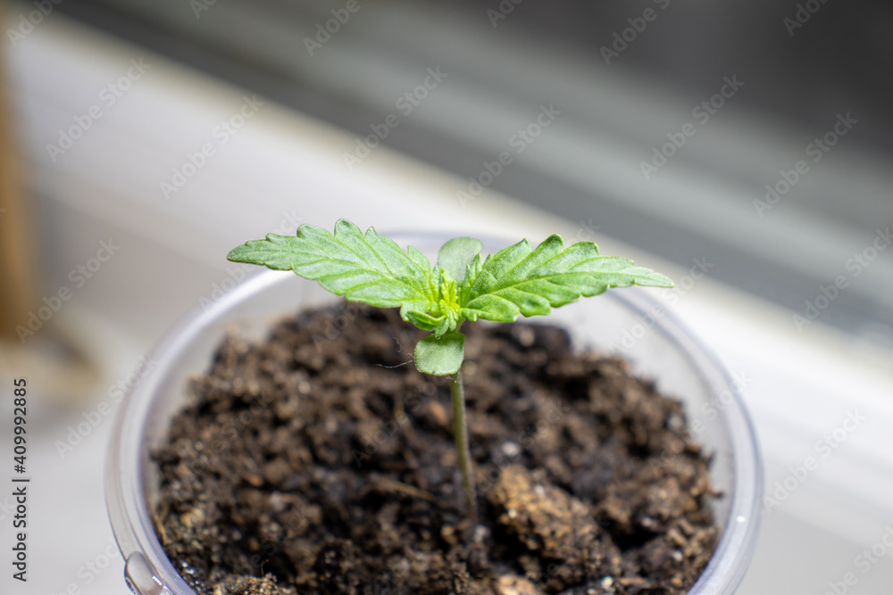 Foto stock di cannabis, plant, pot, growing, herb, hemp, sprout ...