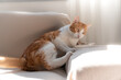 © magui RF - brown and white cat  settles on a sofa to sleep