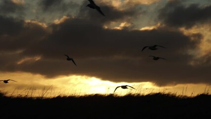 Wall Mural - Seagull flock silhouettes gliding over sunrise slow motion
