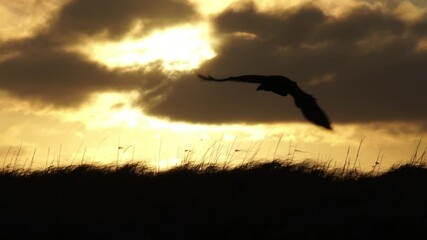Wall Mural - Raven landing in wind close up sunrise slow motion