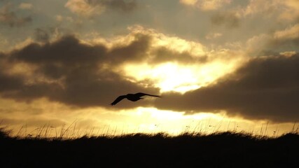 Wall Mural - Solitary raven coasting on wind sunrise close up