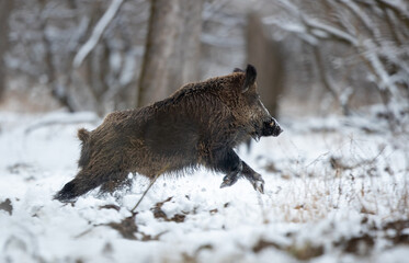 Poster - Wild boar in forest on snow