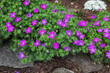 Purple flowers of a hardy perennial cranesbill geraium in full bloom in a rock garden during springtime