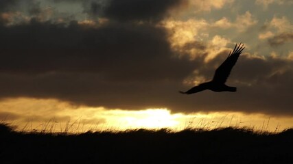 Wall Mural - Lone raven flying wings spread slow motion sunrise
