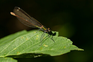 Insect resting on green leaf