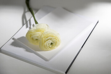 Wall Mural - Two white ranunculus with shadow on two white albums on the table. Copy space.