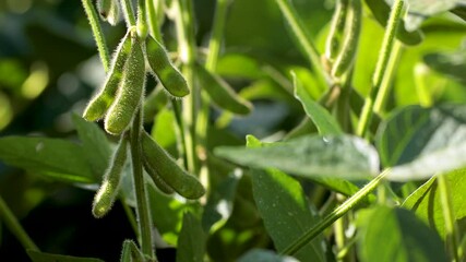 Wall Mural - soy plantation with sky on the horizon and macro details