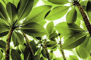 Wall Mural - Closeup Green leaves (Plumeria) isolated on white background. Light through the tropical tree leaves, ..Image nature texture pattern surface. ..