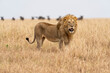 © Cavan - a lion watches the plains of the Serengeti in search of prey