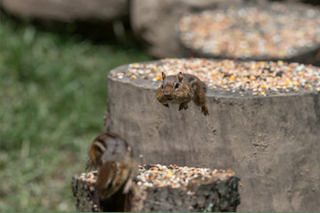 Wall Mural - Cheek pouches allow chipmunks to carry food items to their burrows for either storage or consumption