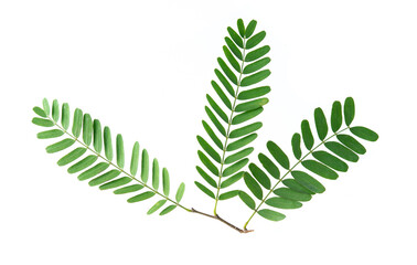 Wall Mural - Tamarind leaves isolated on white background